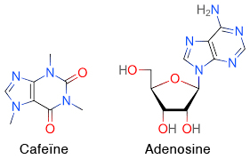 cafeine adenosine