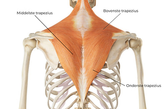 trapezius spieren uitleg