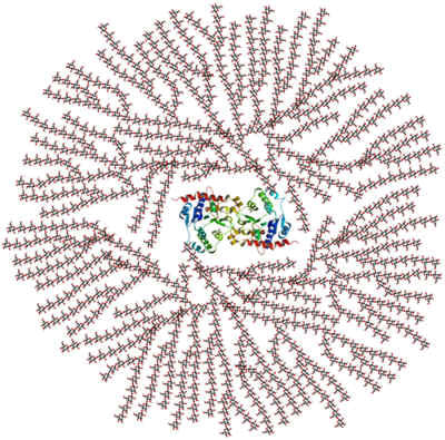 glycogeen supercompensatie