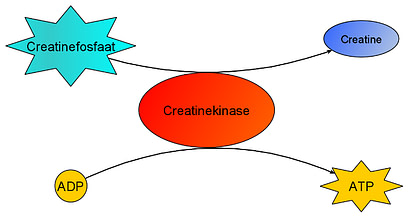 creatine spieren