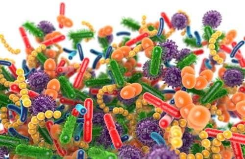 microbioom