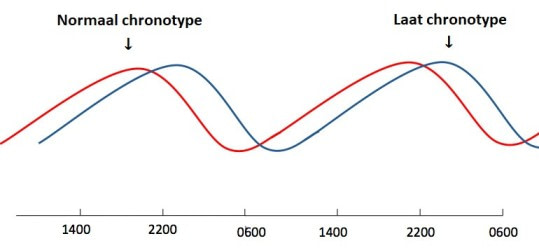 ochtend of avondmens