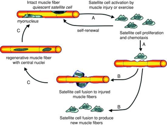 muscle memory bodybuilding