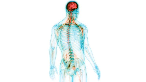 hoe voelt cns vermoeidheid