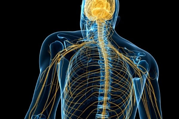 hebben spieren geheugen