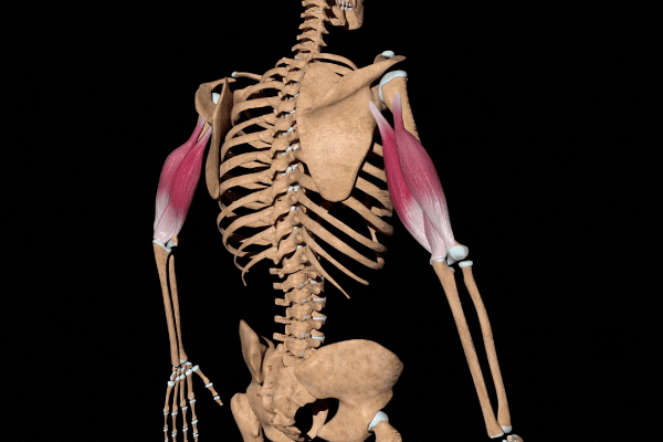 welke spieren train je met bankdrukken 2