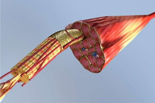 vetmassa omzetten in spiermassa