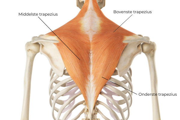 trapezius trainen