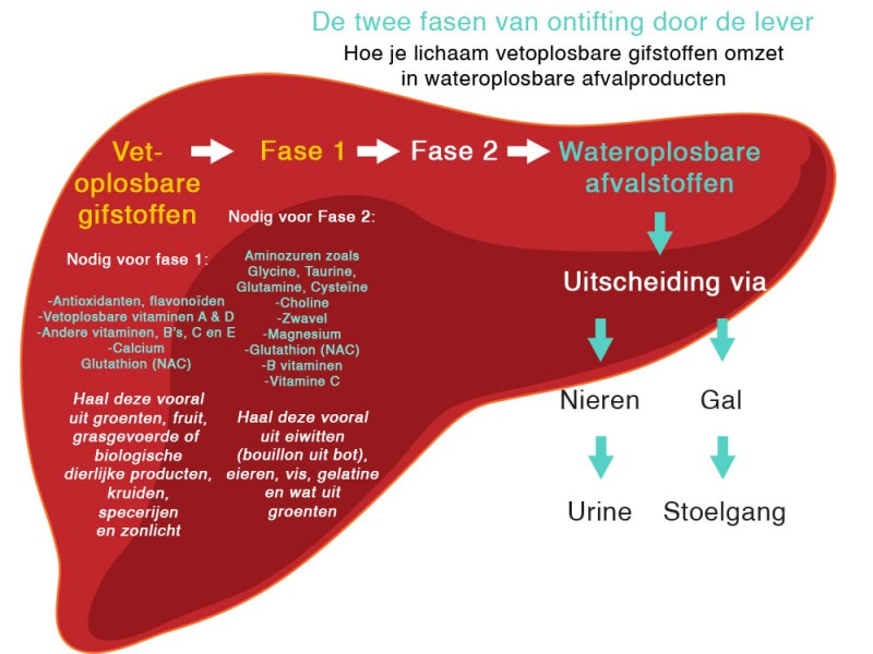 wat-is-detoxen-precies-lever