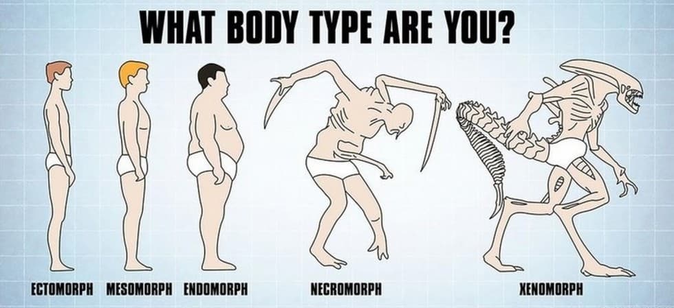 ectomorph, mesomorph en endomorph