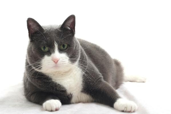 BMI kat