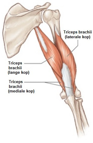 Triceps oefeningen