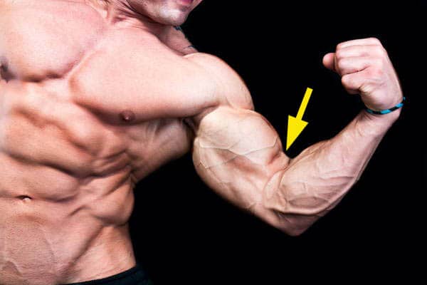 biceps spierbuik grootte genetische potentie