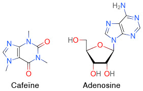cafeine adenosine