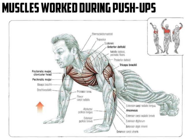 push up spieren