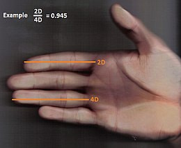 2D 4D ratio wijsvinger ringvinger